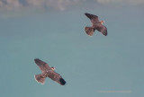 Peregrines soar over Niagara Gorge.