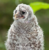 Barred Owl fledgling with crows feet