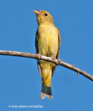 Scarlet Tanager (female)