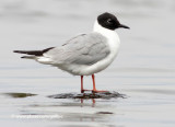 Bonapartes Gull (adult in breeding plumage)