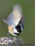 Chickadee doing one legged push-up (or me just being silly)