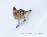 ruffed-grouse5x.jpg