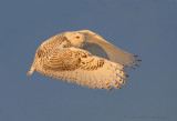 Snowy Owl