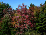 Colors1   pw.jpg