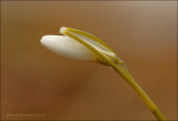 perce-neige / Snowdrop / Galanthus nivalis