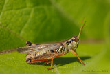 criquet / Grasshopper