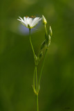 stellaire graminode / Common stitchwort / Stellaria graminea