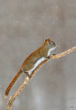 cureuil roux / Red Squirrel / Tamiasciurus hudsonicus