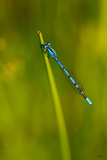 demoiselle / Damselfly