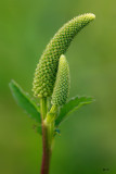 Sanguisorbe du Canada / Canadian burnet / Sanguisorba canadensis