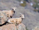 Big Horn Sheep