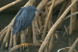 00851 - Black Heron - Egretta ardesiaca