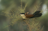 Senegal Coucal