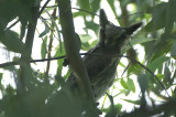 Northern White-faced Owl