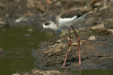 Black-winged Stilt