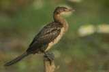 00887 - Reed Cormorant - Microcarbo africanus