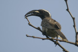 03375 - African Grey Hornbill - Tockus nasutus