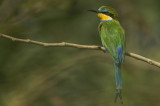 03334 - Swallow-tailed Bee-Eater - Merops hirundineus