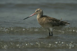 Bar-tailed Godwit