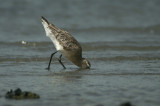 Bar-tailed Godwit