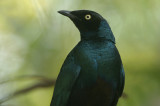 08479 - Long-tailed Glossy-Starling - Lamprotornis caudatus