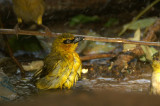 Black-necked Weaver