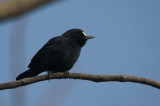 White-fronted Black-Chat