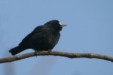 08983 - White-fronted Black Chat - Pentholaea albifrons