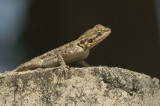 Common Agama