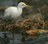 Cattle Egret