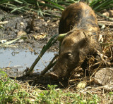 Feral Pig