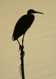 Western Reef Heron