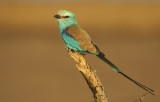 03203 - Abyssinian Roller - Coracias abyssinicus