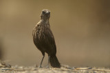 Anteater Chat