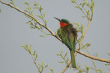 03338 - Red-throated Bee-eater - Merops bulocki