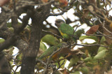 Senegal Parrot