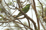 03343 - Green Bee-eater - Merops orientalis