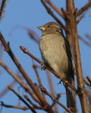 House Sparrow