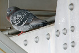 Aerial Lift Bridge