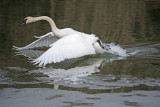 Trumpeter Swan