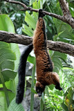 Red Ruffed Lemur