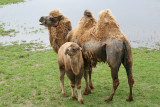 Bactrian Camel