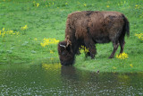 American Bison