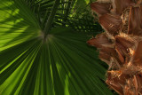 Palm Frond