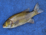 Smallmouth Bass