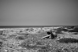 Lone Surfer