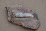 Ortoceratite. land. Sweden