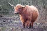 Highlands cattle. Beijershamn - land