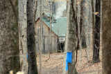 maple_syrup_in_indiana