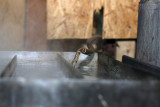 maple_syrup_in_indiana